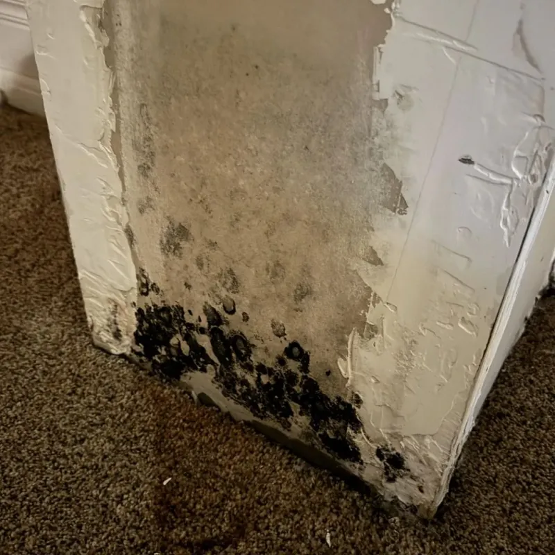 Professional Mold Removal in Redlands, CO